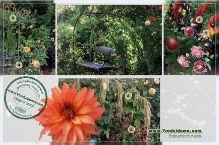 Dáliák a virágágyás (fotó) - leszállás és virágok - társa, a helyszínen a kertben, ház és a szobanövények