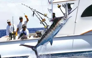 Blue Marlin - мечтата на всеки любител на риболова хазарта