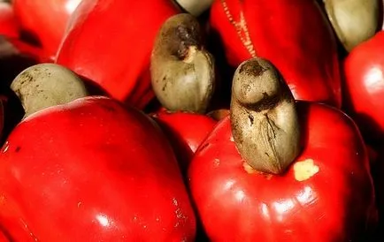 Хомеопатията Anacardium (Anacardium) указания за