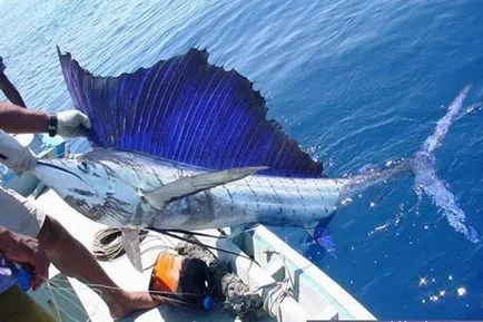Blue Marlin - visul oricarui iubitor de jocuri de noroc de pescuit
