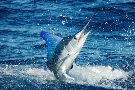 Blue Marlin - visul oricarui iubitor de jocuri de noroc de pescuit