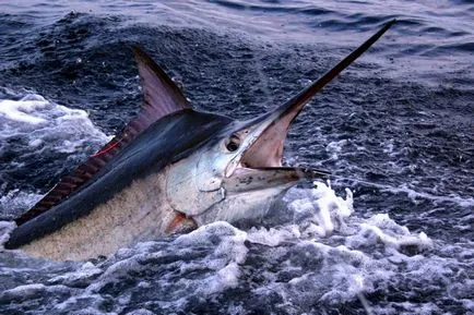 Blue Marlin - мечтата на всеки любител на риболова хазарта