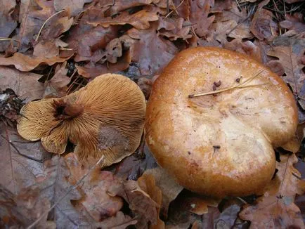 Gombák Dunka leírás, összegyűjtése települések, hogyan kell főzni, íze, mi köze Dunka,