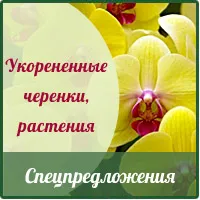 Онлайн магазин за цветя семена, професионални семена за цветя купуват семена