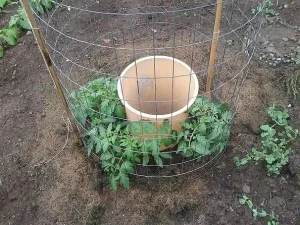 O modalitate interesantă de creștere pentru tomate