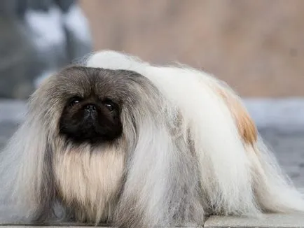 A történelem az eredete a pekingi fajtájú kutya