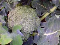 Növekvő brokkoli vagy brokkoli