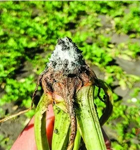 Cukorrépa termesztése, a tanulságok „nem szabványos” szezon - agroxxi
