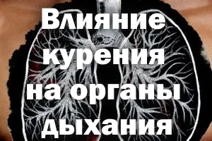 Ефектът на пушенето на дихателната система сърдечно-съдовата система, дихателната