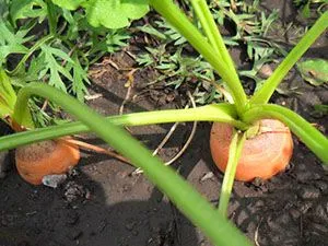 Mi nő sárgarépa és cékla a kertben egy - egy könnyű dolog