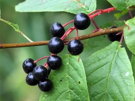 Nyomtatás a helyszínen madár cseresznye a dékán és a többi ruhát otthon