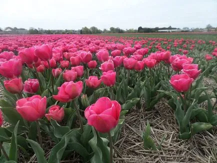 Как да стигнем до Keukenhof от Амстердам, Амстердам на въздух