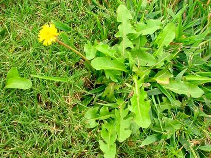 Hogyan kell kezelni a gyomok a kertben olyan tornádó gyomok (használati utasítás, valódi