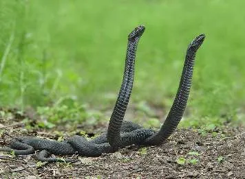 Cum de a evita snakebite în pădure