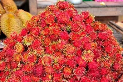 Cum și în cazul în care crește de fructe rambutan