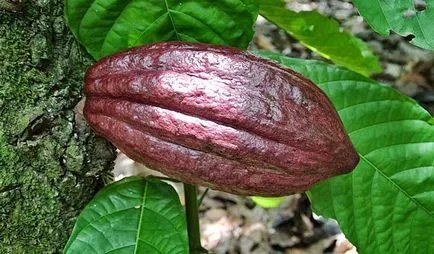 Как да се подготвите какаови топки доминикански