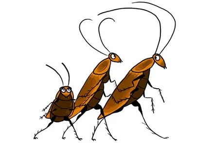 Как да се отървете от хлебарки бързо и трайно в дома или в апартамент