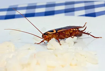 Как да се отървете от хлебарки бързо и трайно в дома или в апартамент