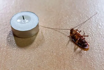 Cum să scapi de gândaci rapid și permanent în casă sau într-un apartament
