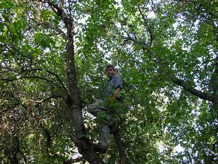 Hogyan lehet megszabadulni a tuskók a kertben - kerti Szibéria