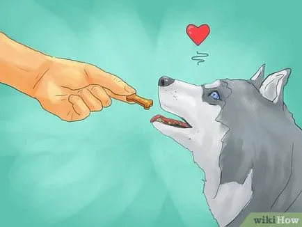 Cum de a instrui un Husky Siberian