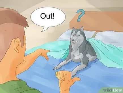 Cum de a instrui un Husky Siberian