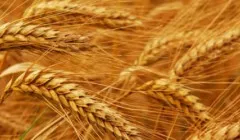 Как се нарича съцветие на пшеница