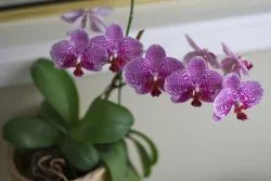 Cum să transplant orhidee după înflorire