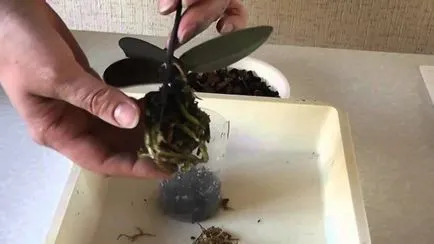 Cum să transplant orhidee la video și fotografii acasă dreapta