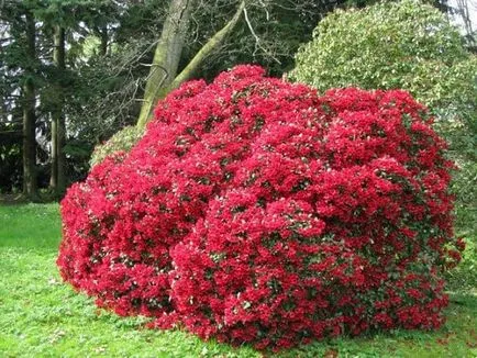 Hogyan kell etetni, a Rhododendron