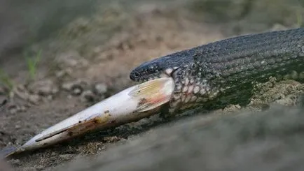 Как да разпознаем водна змия