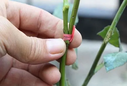 Cum de a planta un trandafir metode, sfaturi, tehnici