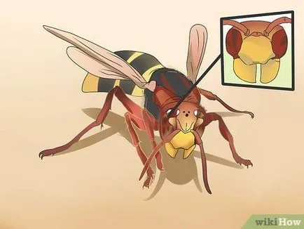 Cum de a recunoaște un Hornet