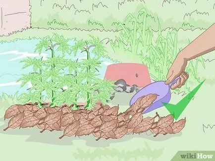 Как да привлечем жаби