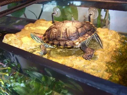 Как да си направим сушата за костенурката