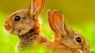 Цялата истина за зайци се размножават като зайци BBC руската служба