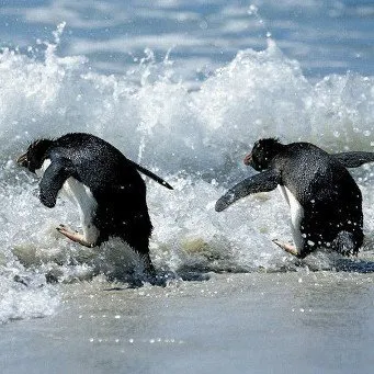 Информация за пингвини