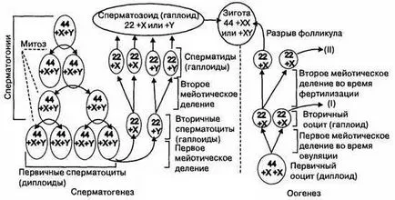 Recovery spermatogenezis és a megelőző intézkedések