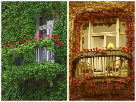 Futónövény erkélyek gyorsan növekvő, évelő és egynyári virágok
