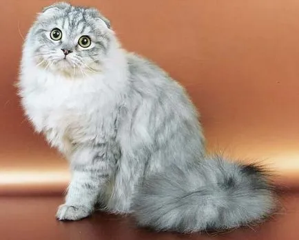 Highland Fold macska fajta leírás, karakter, igazi (fotó és videó)