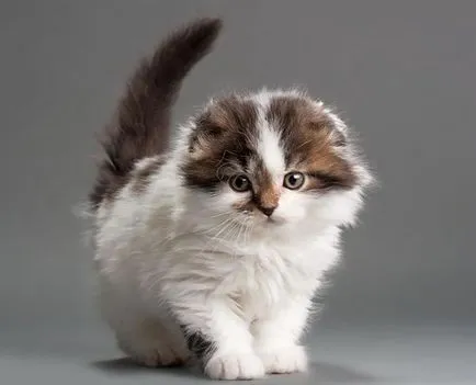 Highland Fold macska fajta leírás, karakter, igazi (fotó és videó)