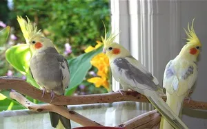 Cum să crească în acasă cu pene prieten papagal Corella
