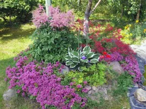 Cum sunt fotografii de grădini alpine frumoase și câmpii stâncoase de grădini stâncă