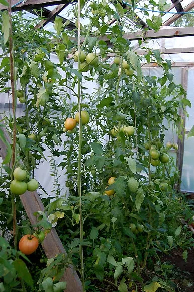 Как да растат здрави домати