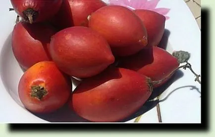 Cum să crească tsifomandru sau Tamarillo, oferind propriile lor mâini