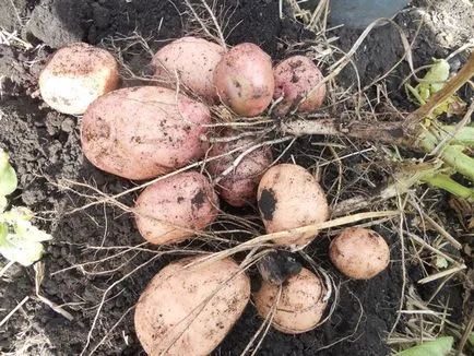 Cum dimensiunea de cartofi de sămânță pentru a recolta