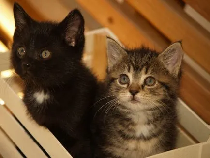 Hogyan válasszuk ki a nevet a macska - oktatás cica szibériai macska - ellátás és oktatás