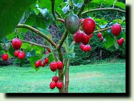 Hogyan növekszik tsifomandru vagy tamarillo, így a saját kezét