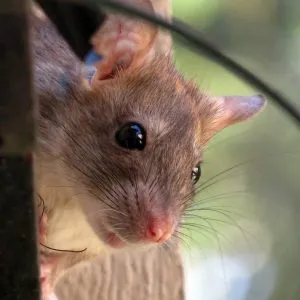 Hogyan védi gyümölcsfák rágcsálók télen - kert gond nélkül