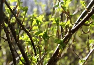 Hogyan védik a növényeket a kártevők vegyszerek nélkül, a föld, a szépség